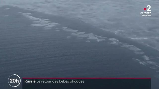 "Природный инстинкт", нерпы и другие на France-2