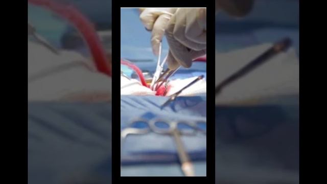 Операция стерилизация, как проходит операция #ушаковдмитрий #zoovetdoctor #ветеринародесса