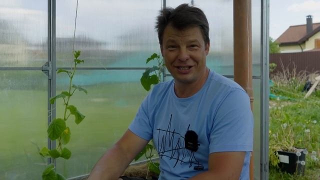 Первые огурцы через 10 дней после посадки, подкормка и уход за огурцами без химозы