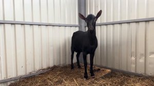 Привезли козла Мурсиано Гранадина! Переезд Пьетрен Макстер! Павлины в новом доме!