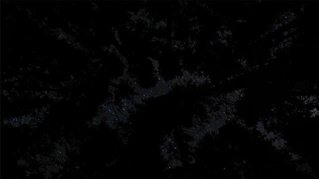 4K Night Sky in the Forest! 1-Hour Relaxing Screensaver with Calming Music for Meditation and Sleep