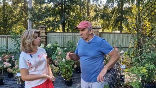 ПЫШНОЕ ЦВЕТЕНИЕ ГОРТЕНЗИЙ в питомнике "Земляника" | Чем кормить, во что сажать?