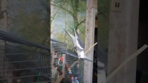 Как кореллку загнать в клетку