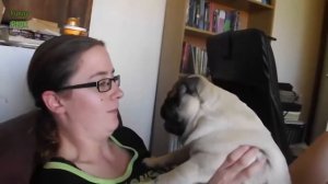 Кошки и собаки которые ненавидят поцелуи