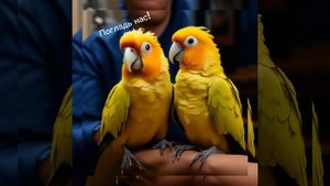Попугайчик Леонид - Попугаи любят когда их гладят