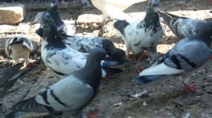 Пакистанские  голуби.    Молодёжь  2021 г.
