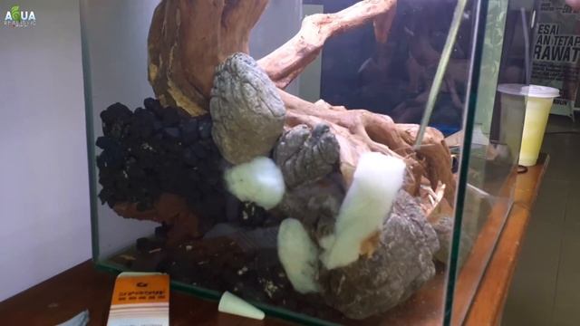 Tanaman Aquascape yang bisa tanpa Co2 | step by step Natural Aquascape 40cm смотреть онлайн