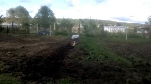 огород ирки из продуктового