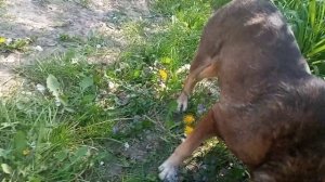 Для Рыжика - любимый паштет!!!