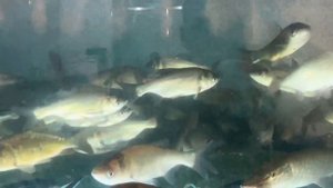 Привезли нашего Башкирского жеребца "Газиза" на Золотую Осень 2022/ КФХ Идиятуллин