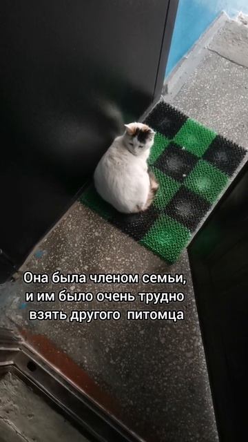Ей очень повезло с новыми хозяевами🙏🏡#кошка#любовькживотным#добро#добрыедела
