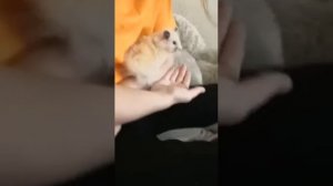 Хомяк на воле (1 видео)