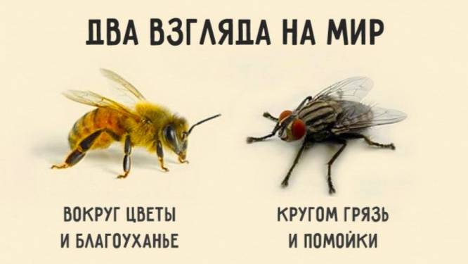 ДИВАННЫЕ ЭКСПЕРТЫ! Притча про пчелу и муху #объединение #притча #духовность
