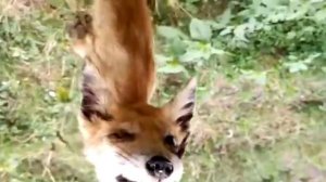 Кто разрывает домашнюю птицу ?? А вот кто её кушал .