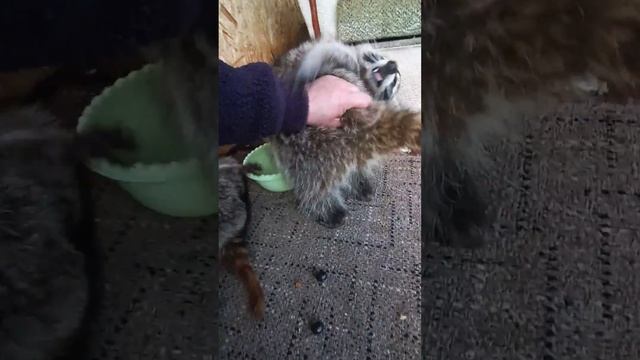 еноты хулиганы #енотилюша #помощьбездомнымживотным #ямыилюша #анапа #raccoon