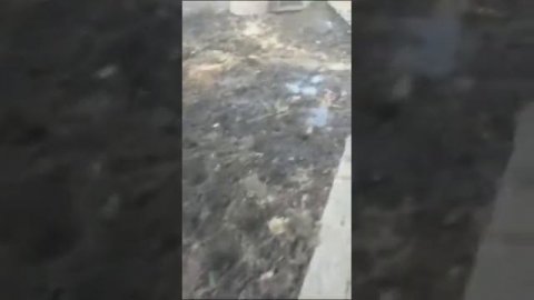 👋 бык сементал 500 кг мяса