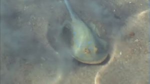 Египет. Скат