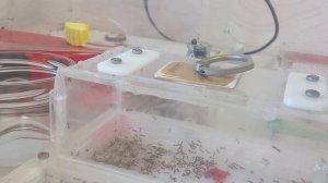 тетрамориум бикаринатум против таракана