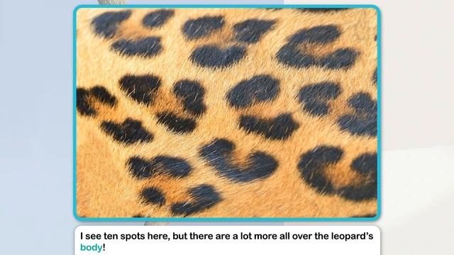 All About Cats