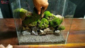 cara membuat paludarium sederhana | membuat paludarium low budget keren