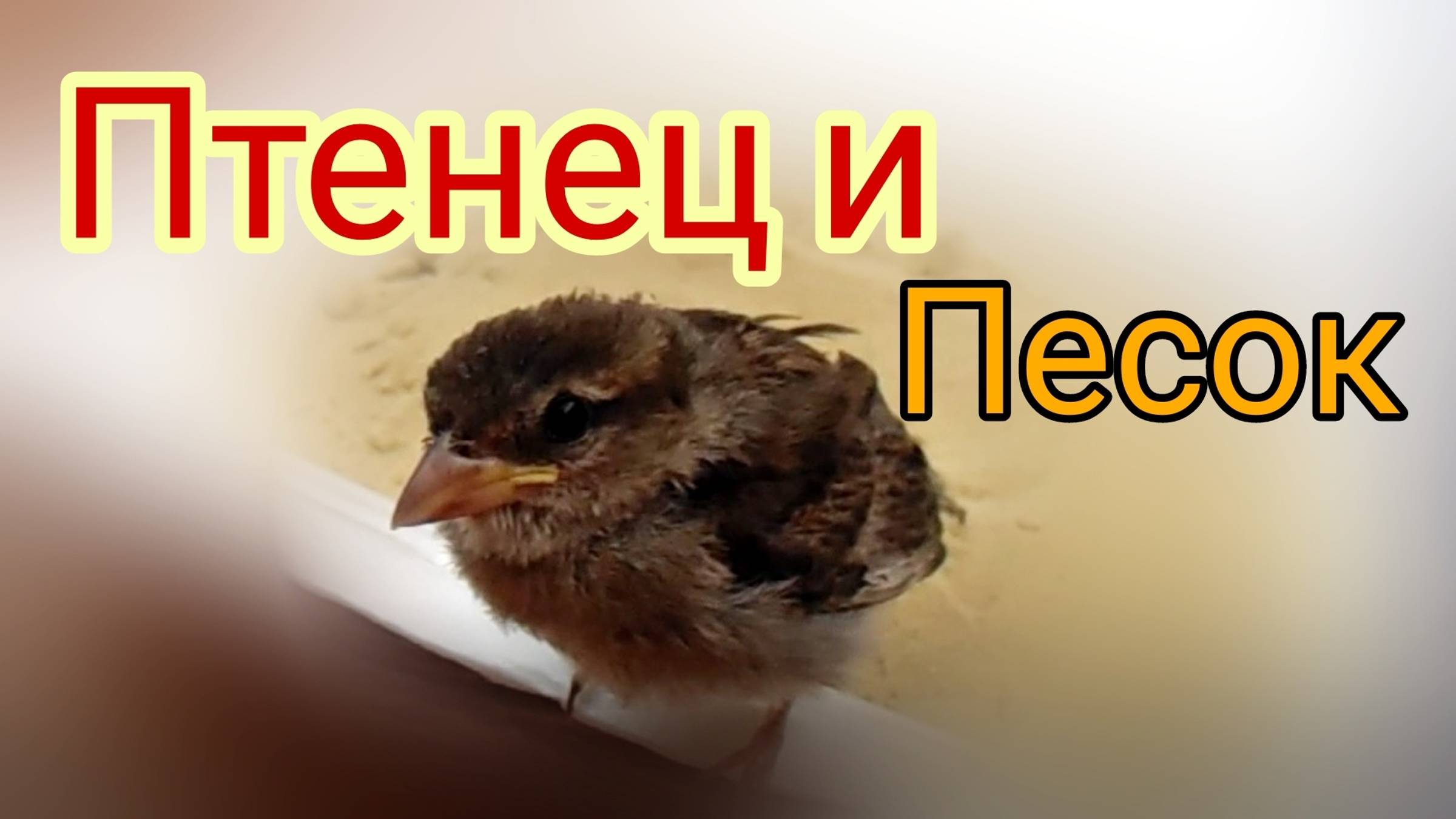 ПТЕНЕЦ ВОРОБЬЯ И ПЕСОК, ЕЩЕ НЕ ПОНИМАЕТ КАК КУПАТЬСЯ В НЕМ