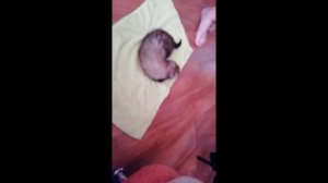 ХОРЕК БЕГАЕТ