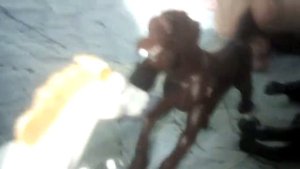 Лошади игрушки