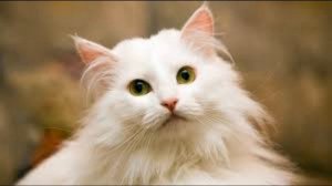 Мяукание кошек. Как мяукают кошки .