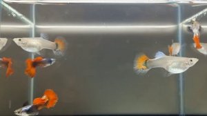 гуппи Dumbo platinum red tail