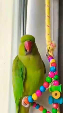 parrot natural sound| parrot sounds| parrot short #