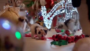 Реклама Dreamies Новогодняя