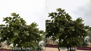 Motorola Edge 50 Pro Vs Google Pixel 8 Pro I Camera Test Comparison