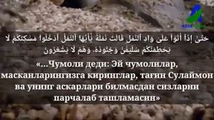 Сулаймон алайхис-салом ва чумолилар