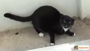 Приколы с кошками Лучшие Приколы с Кошками Апрель 2013!!!!   Смешные кошки Смотри!