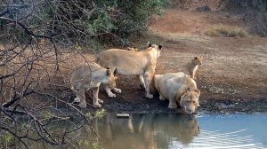 Африка. Семья (прайд) львов - Africa. Family (pride) of lions