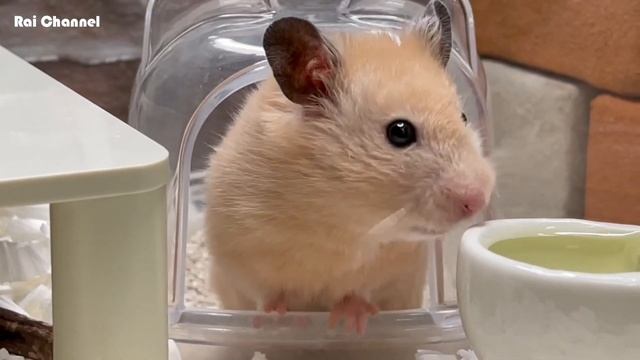 よく見るハムスターの様子【ゴールデンハムスター】キンクマ