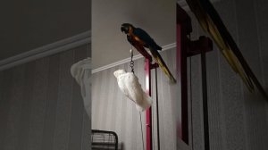 Сине-жёлтый ара и какаду Альба