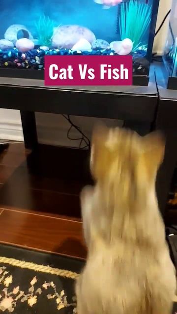 Cat Vs Fish #catlovers #kittens #cats #pets #funny #funnycat #animals