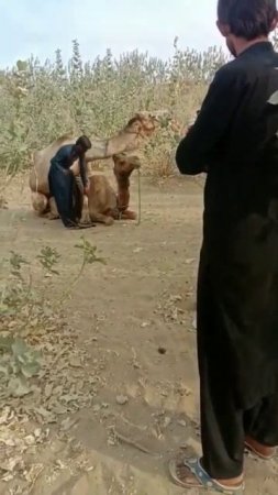 Camel Mating || Camel || Camel farming #Camel #camelmating