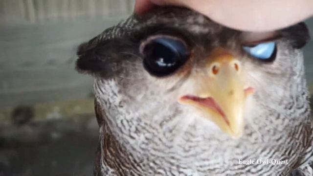 Eagle Owl isn't in good mood フクロウ ワシミミズク сова сыч филин 雕鸮 猫头鹰 올빼미목 Burung Hantu