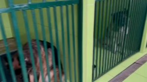 Гостиница для собак Джанико. Обзор