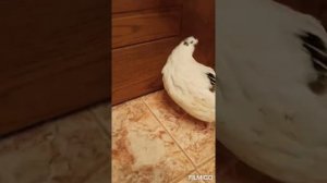 Сказочная птичка#перепелята #перепелочка#мояжизнь #птичка #птичьецарство