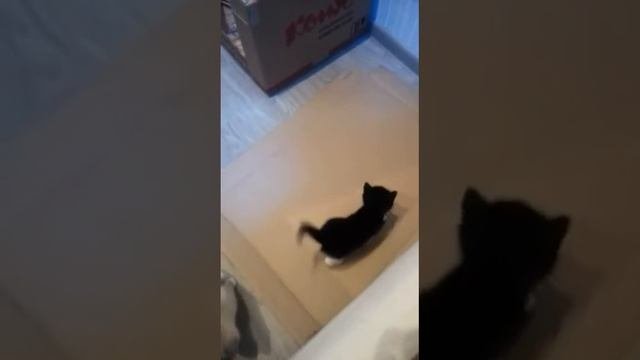 Отдам котят в добрые руки