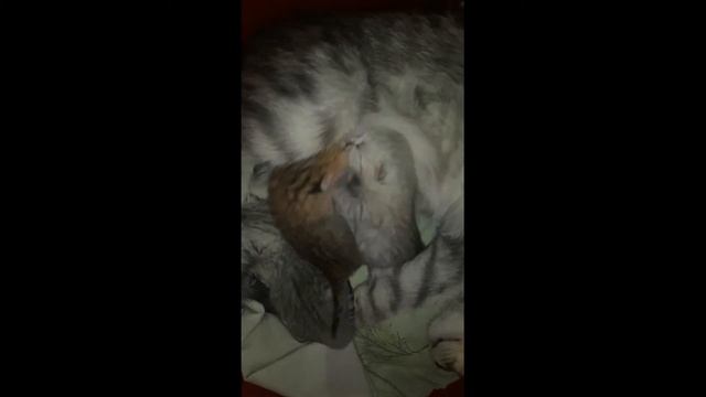 Котята не могут поделиться, чтобы не остаться голодным.Kittens cannot share.