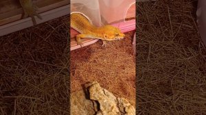 Сбежал эублефар 😭😱. Как мы его нашли за 2 дня🔥