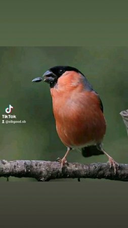 bullfinch