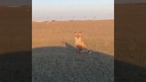 На вид нормальная, но потом оказалось, что больная бешенством лиса.