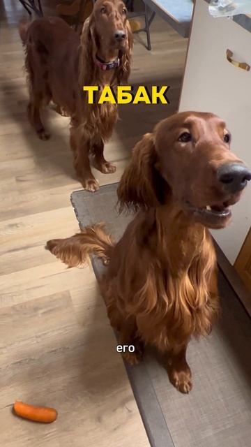 Какие запахи не любят собаки? #собака #нельзя #питомниксобак #канада #мигранты