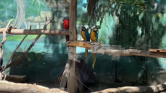 Сафари-парк. Краснодар. 28 июня 2024 г. #russia #krasnodar #zoo