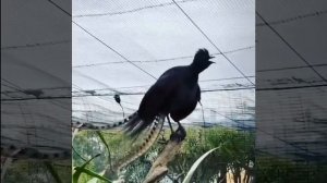 Птица кричит как ребёнок